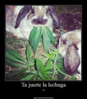 /album/imagenes-divertidas/a4-jpg/